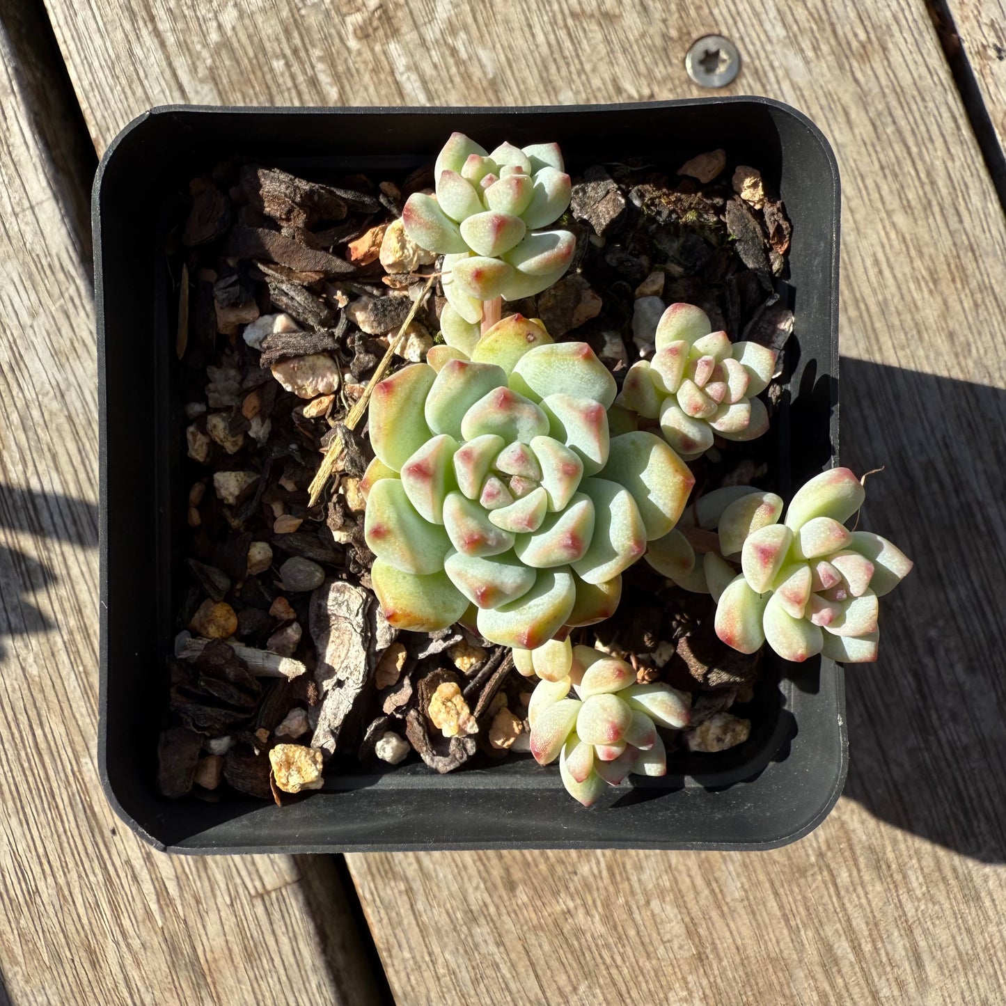 1305 Echeveria Caramel Spirit