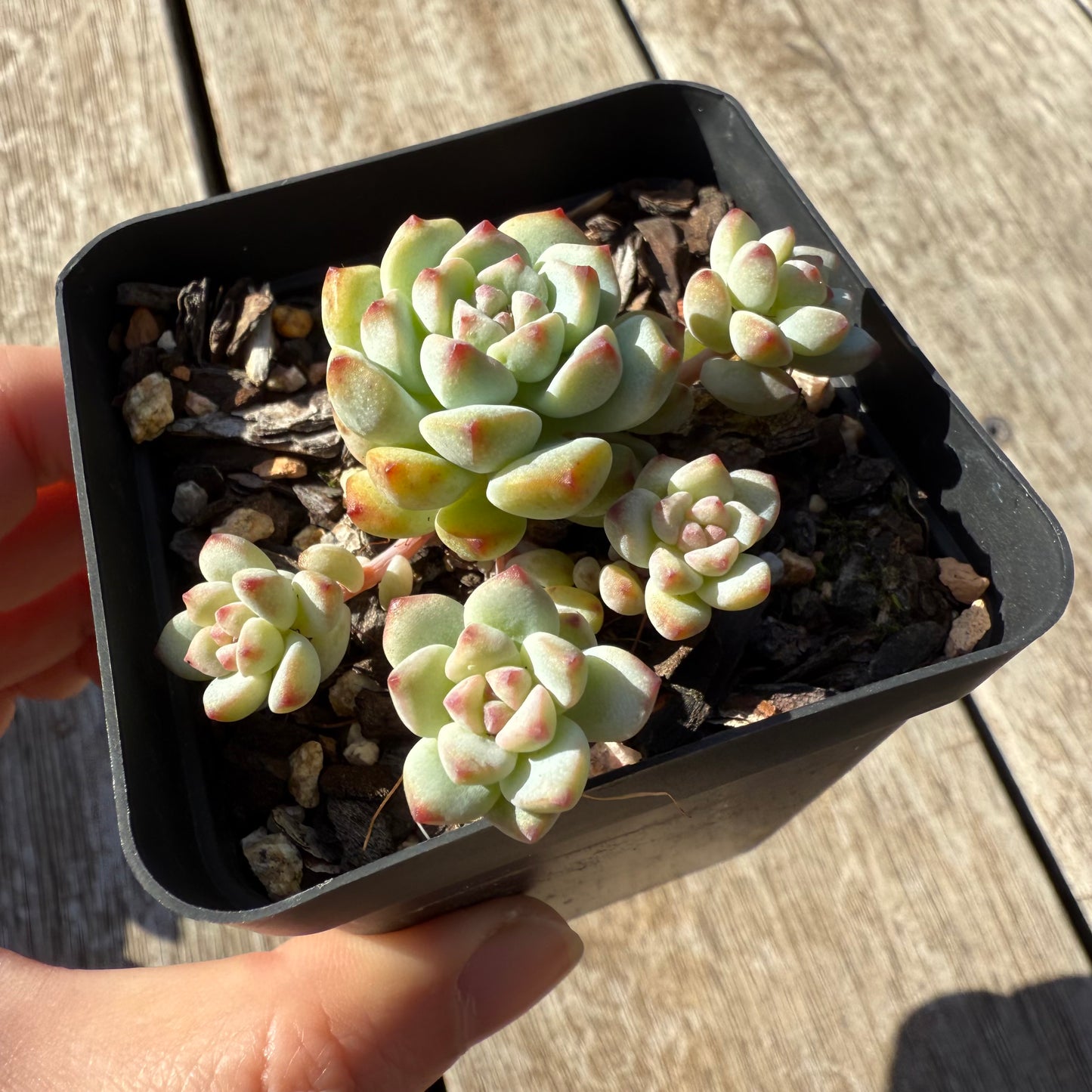 1305 Echeveria Caramel Spirit