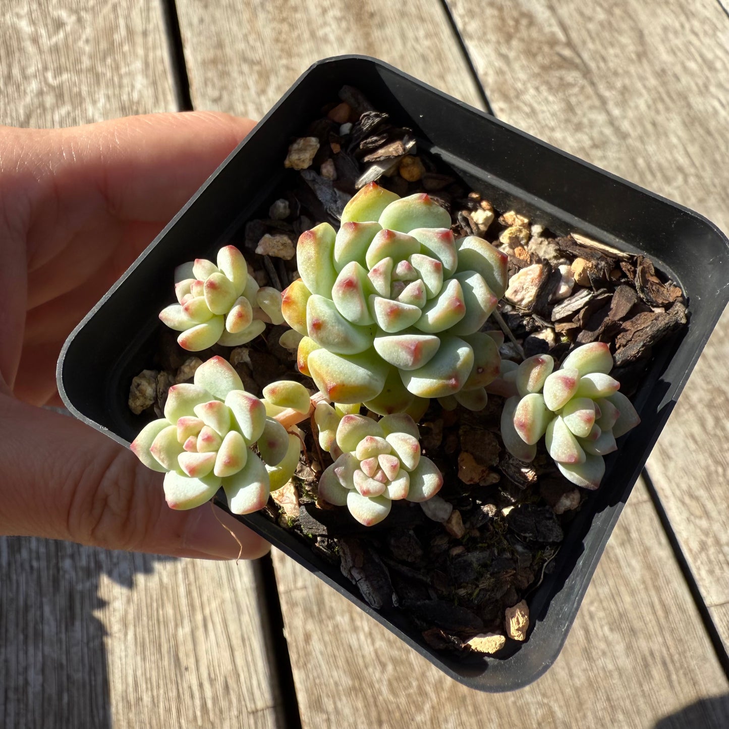 1305 Echeveria Caramel Spirit