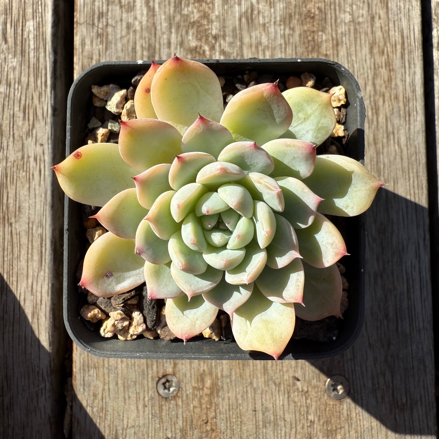 1305 Echeveria 'Solitary'