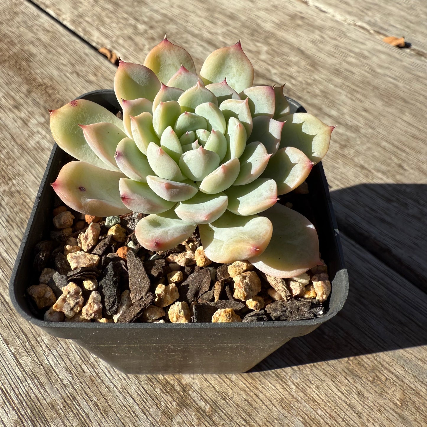 1305 Echeveria 'Solitary'