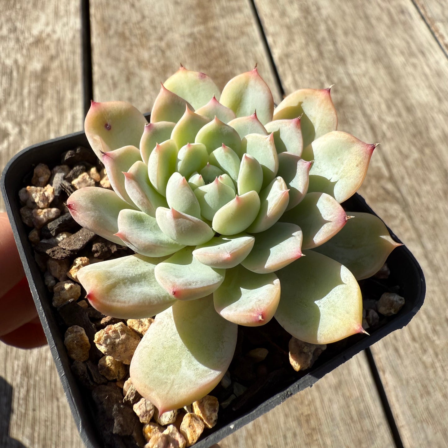 1305 Echeveria 'Solitary'