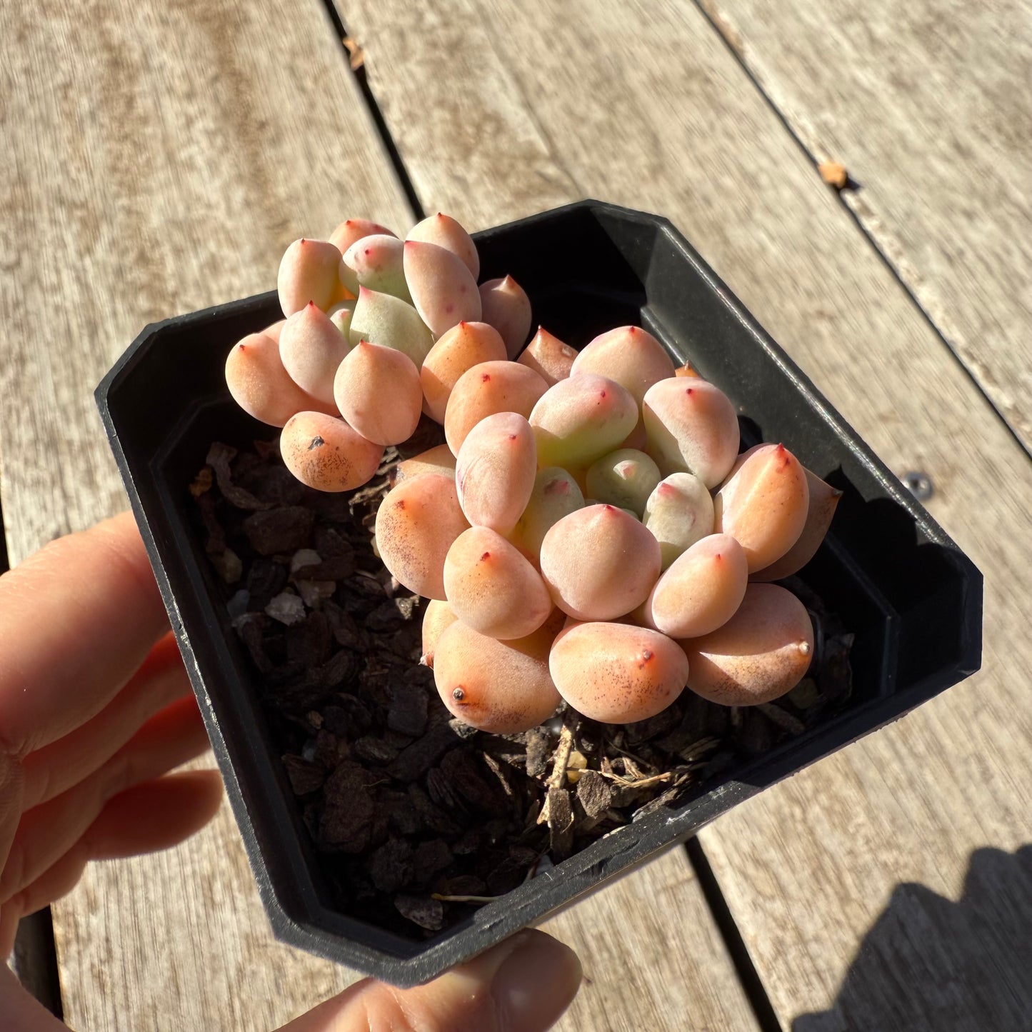 1305 Graptoveria Orange Sherbet
