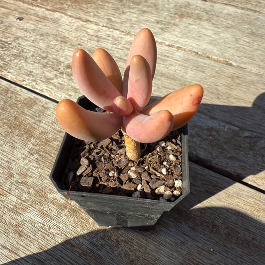 1305 Pachysedum Ganzhou