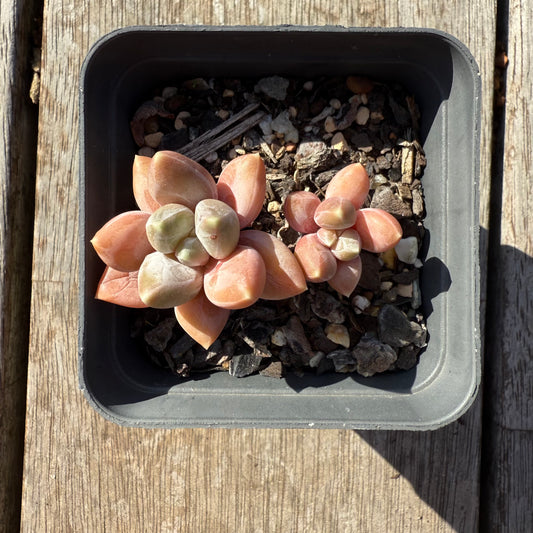 1305 Pachyveria Blue Finger