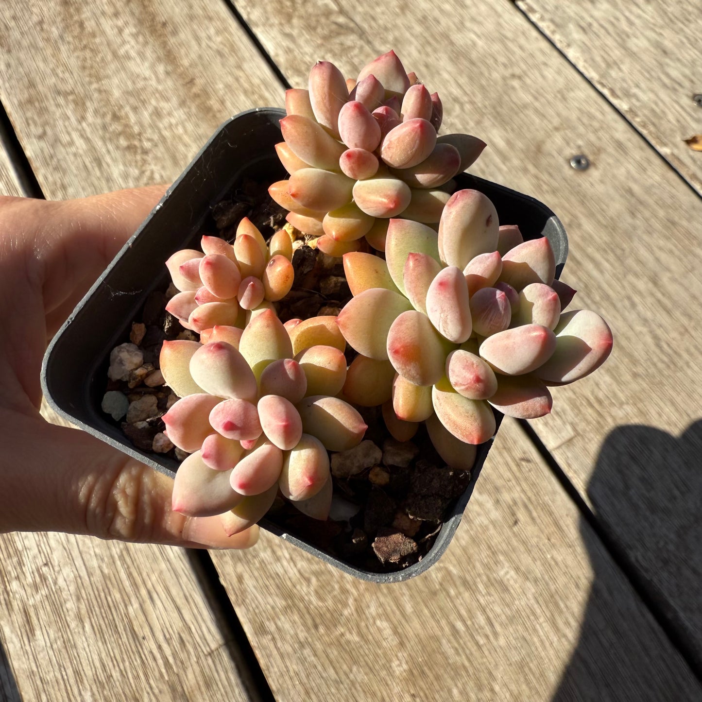 1305 Pachyveria Virgo