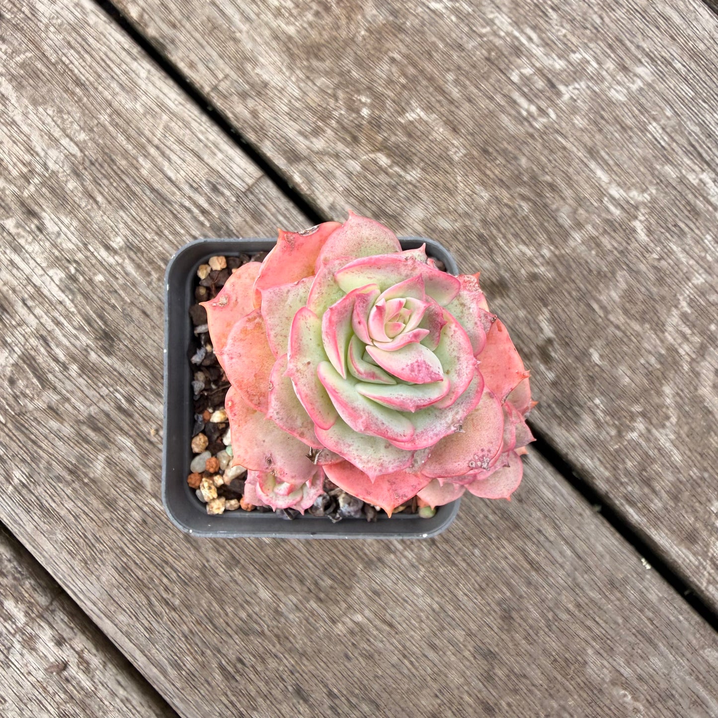 1307 Echeveria Agnes Rose (multi)