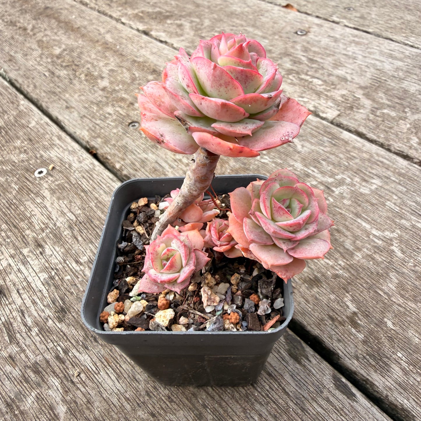 1307 Echeveria Agnes Rose (multi)