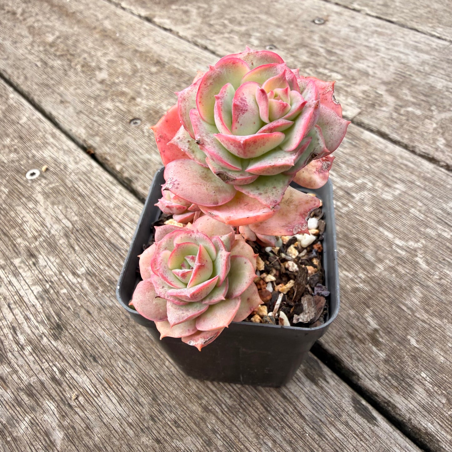 1307 Echeveria Agnes Rose (multi)