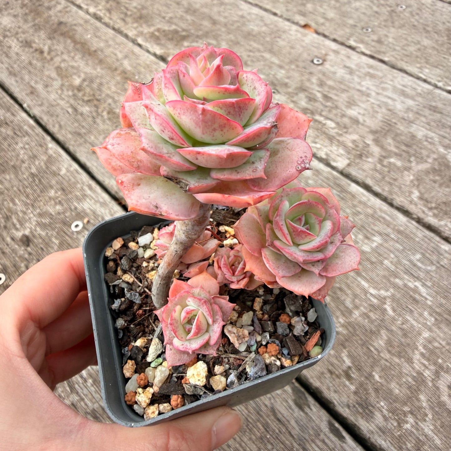 1307 Echeveria Agnes Rose (multi)