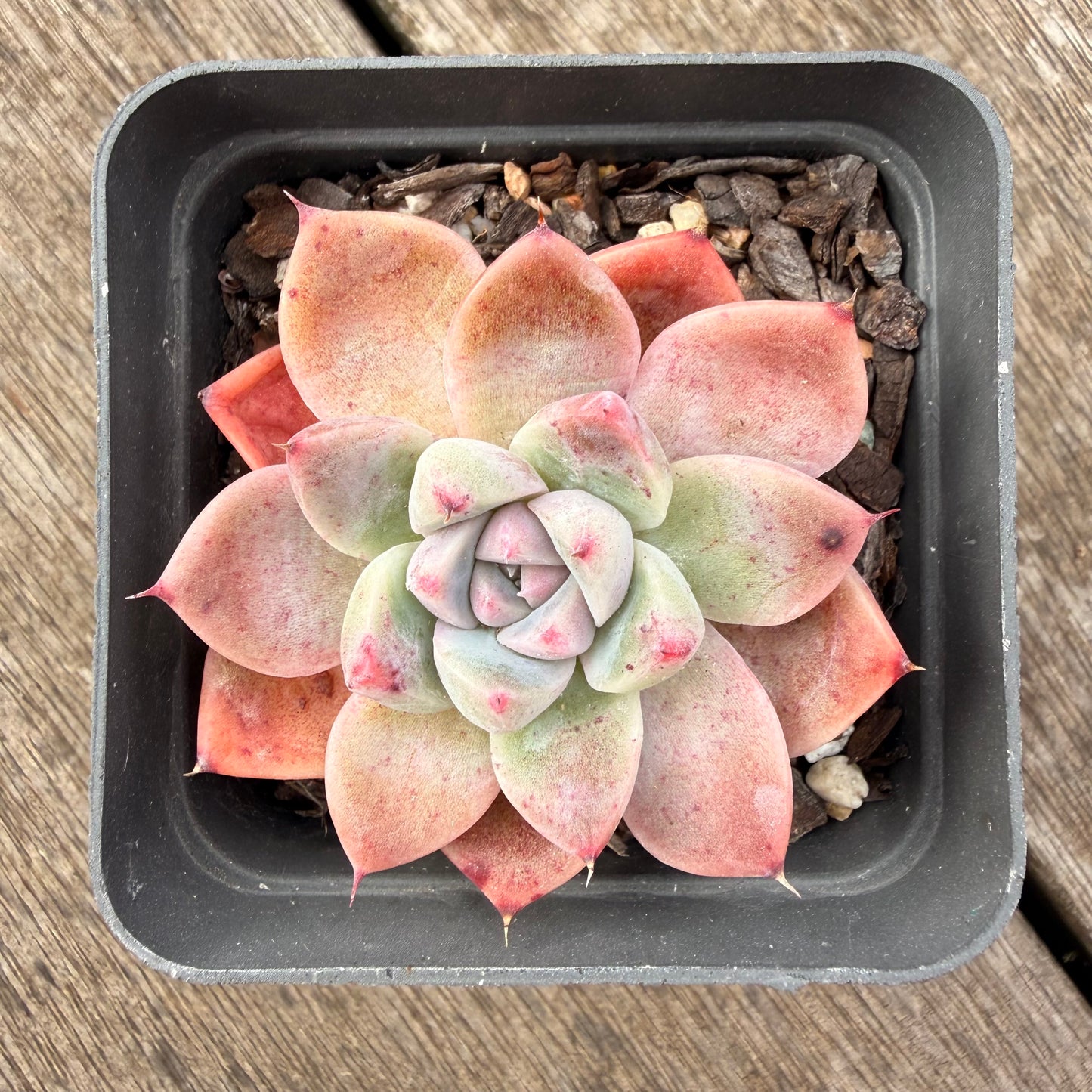 1307 Echeveria Alba Beauty