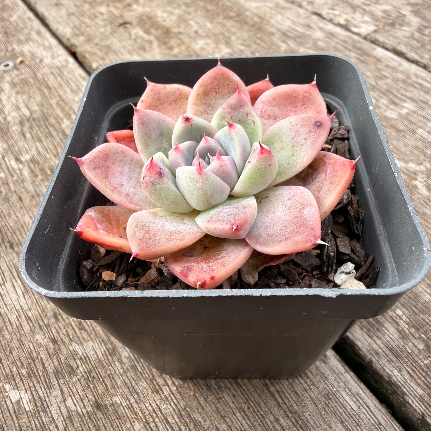 1307 Echeveria Alba Beauty