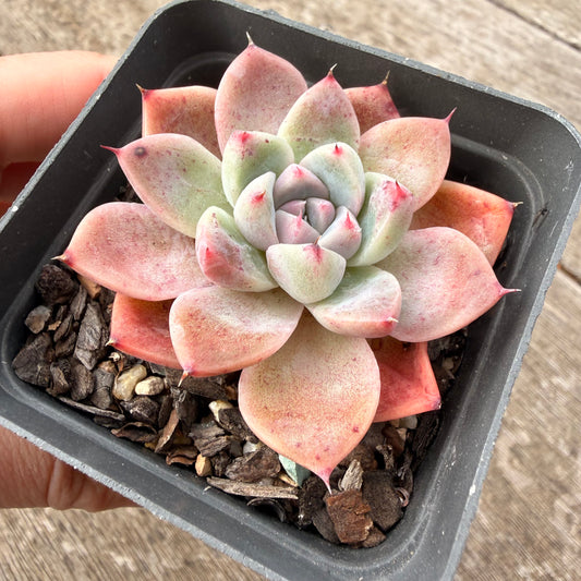1307 Echeveria Alba Beauty
