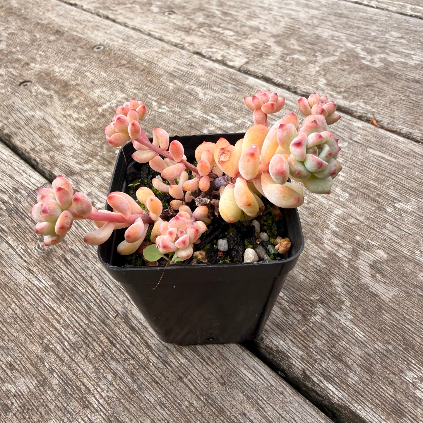0306 焦糖精灵