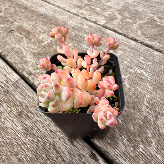 1307 Echeveria Caramel Spirit
