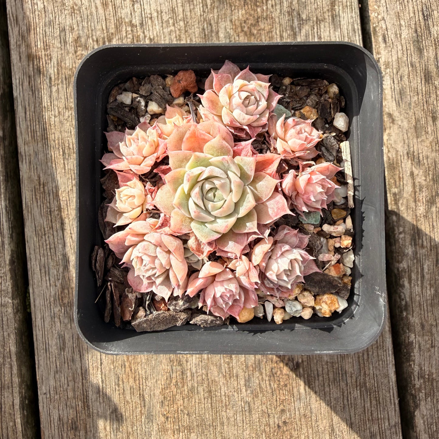 1307 Echeveria 'Fairy Floss'