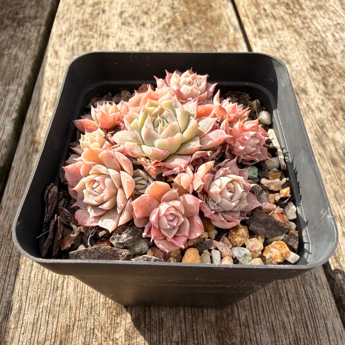 1307 Echeveria 'Fairy Floss'