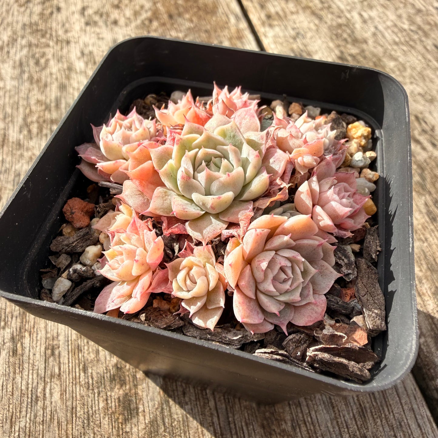1307 Echeveria 'Fairy Floss'