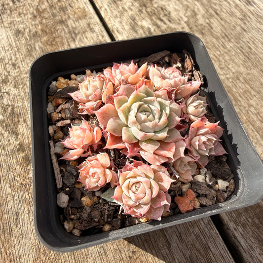 1208 棉花糖