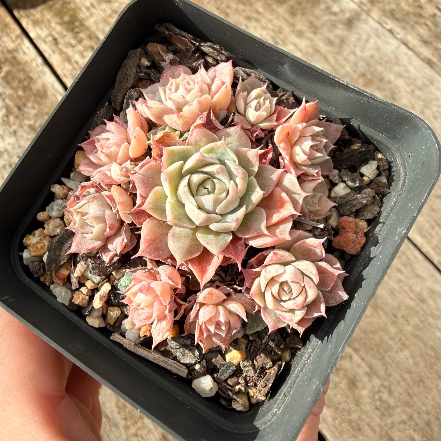 1307 Echeveria 'Fairy Floss'