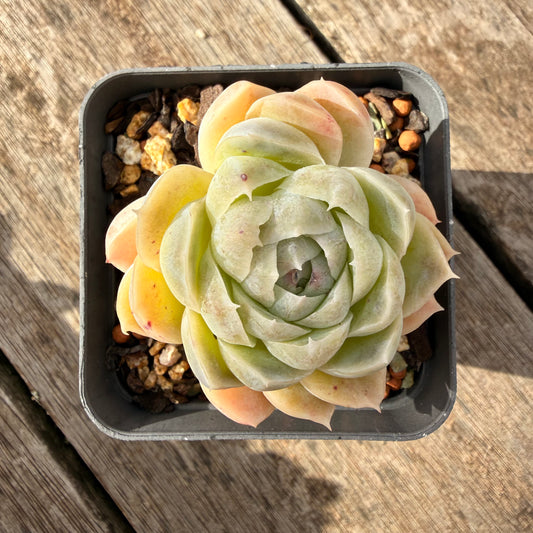 1307 Echeveria Lilo
