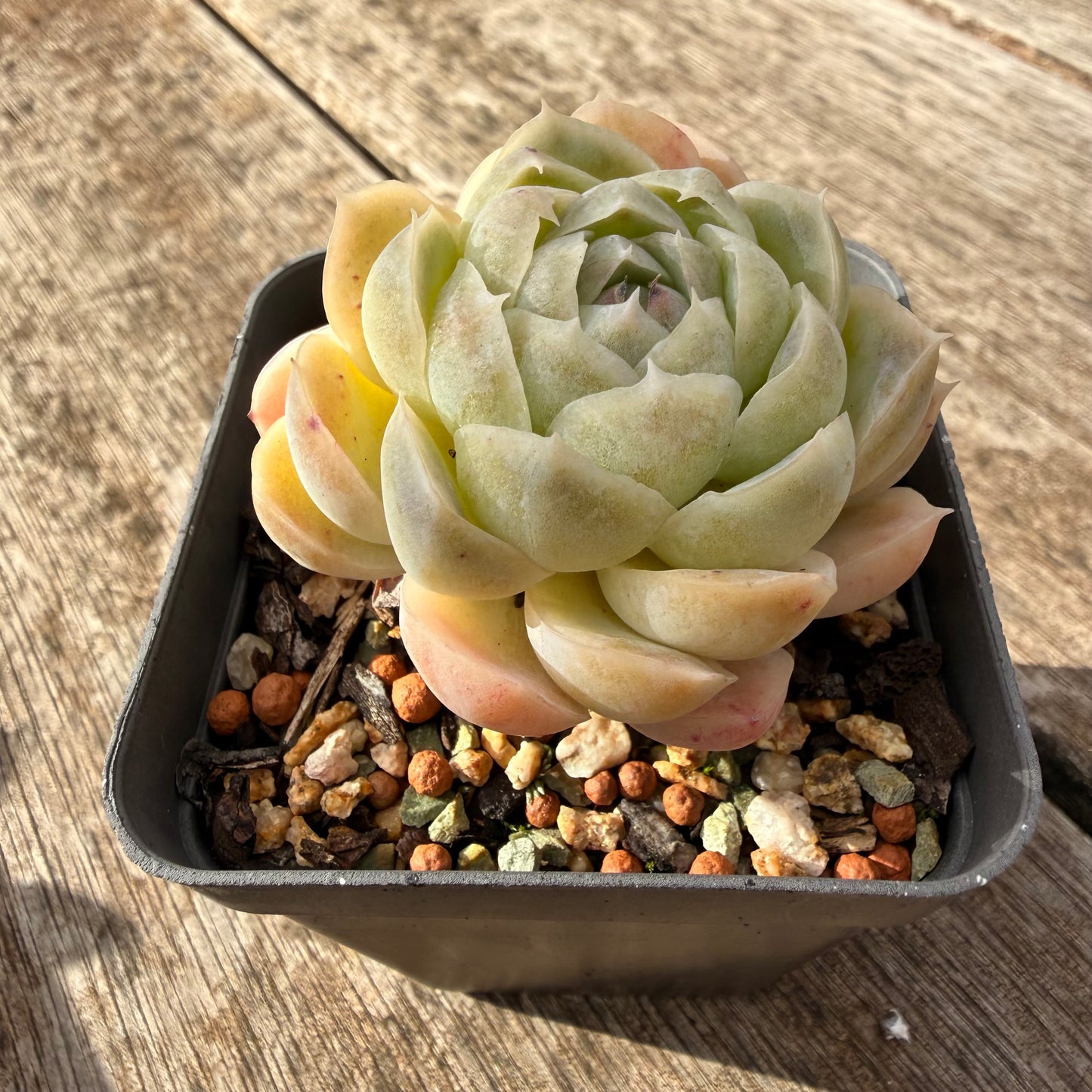 1307 Echeveria Lilo