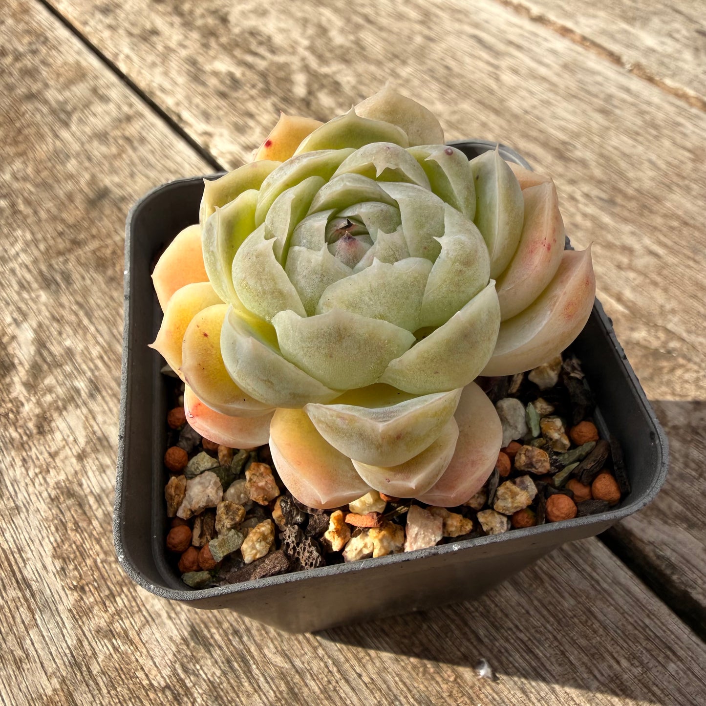 1307 Echeveria Lilo