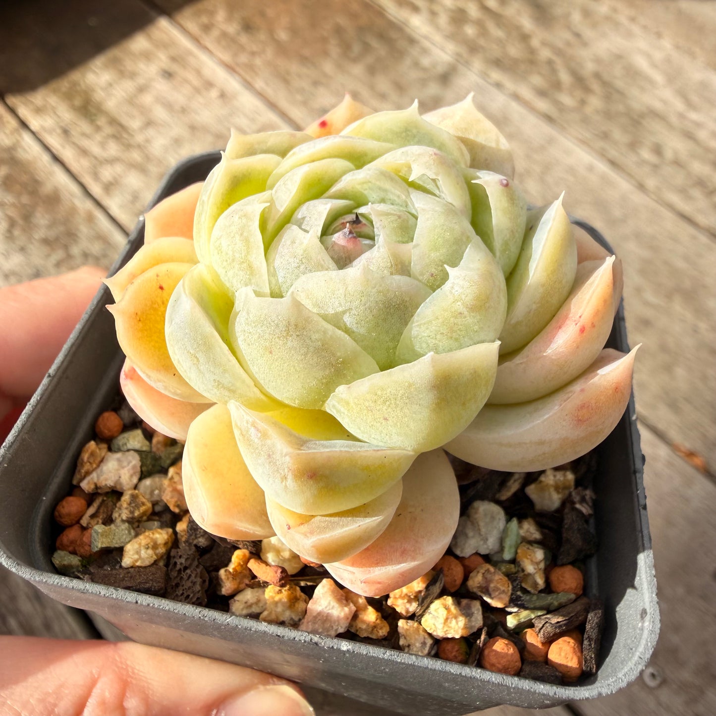 1307 Echeveria Lilo