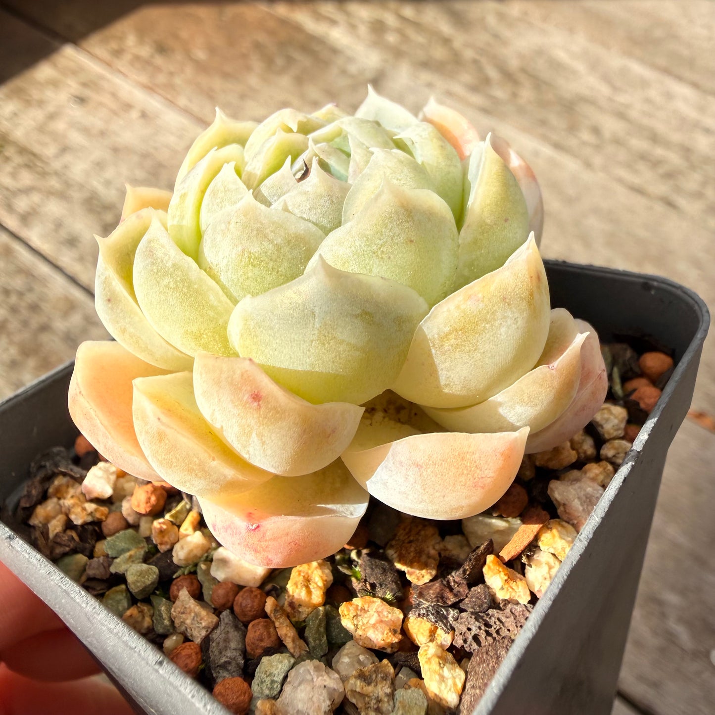 1307 Echeveria Lilo