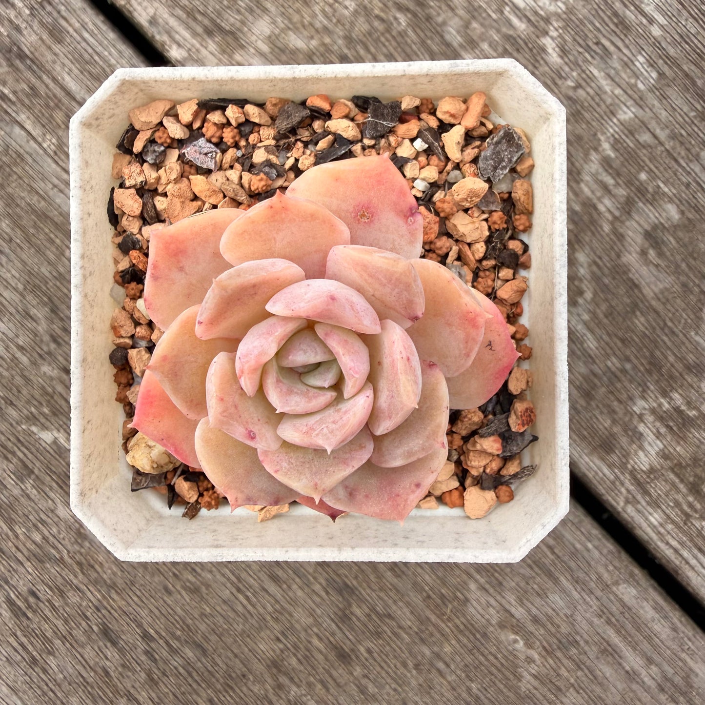 1307 Echeveria Pure Love