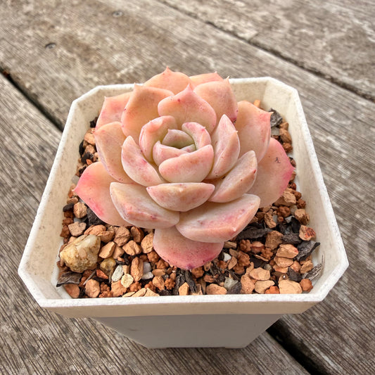 1307 Echeveria Pure Love