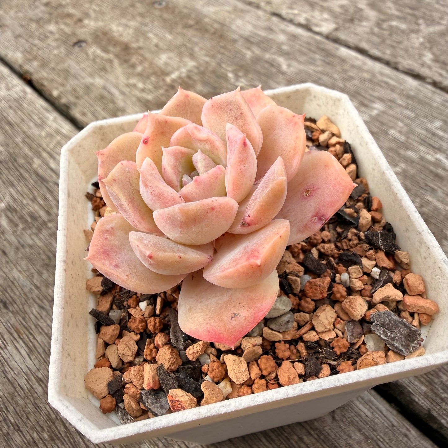 1307 Echeveria Pure Love