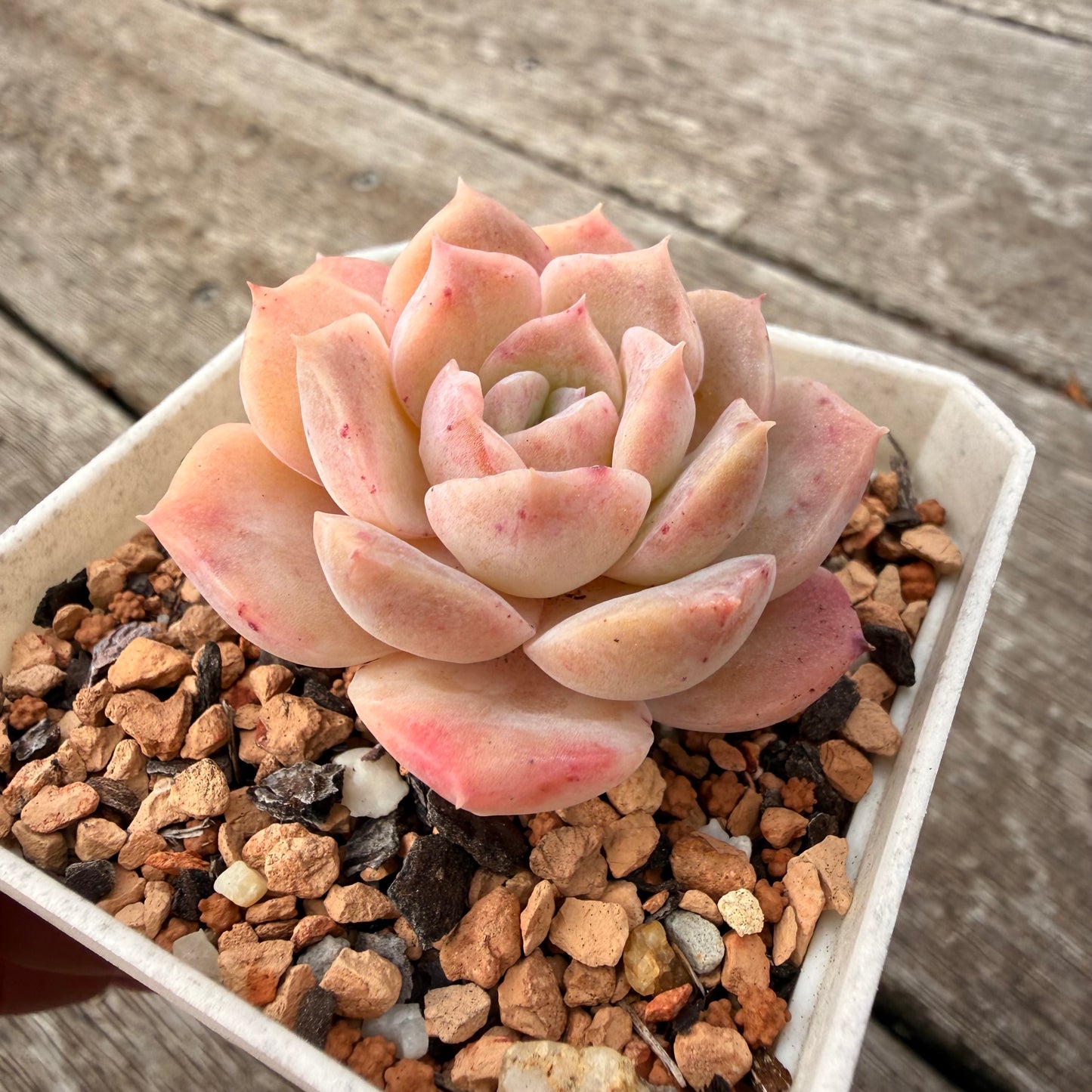 1307 Echeveria Pure Love