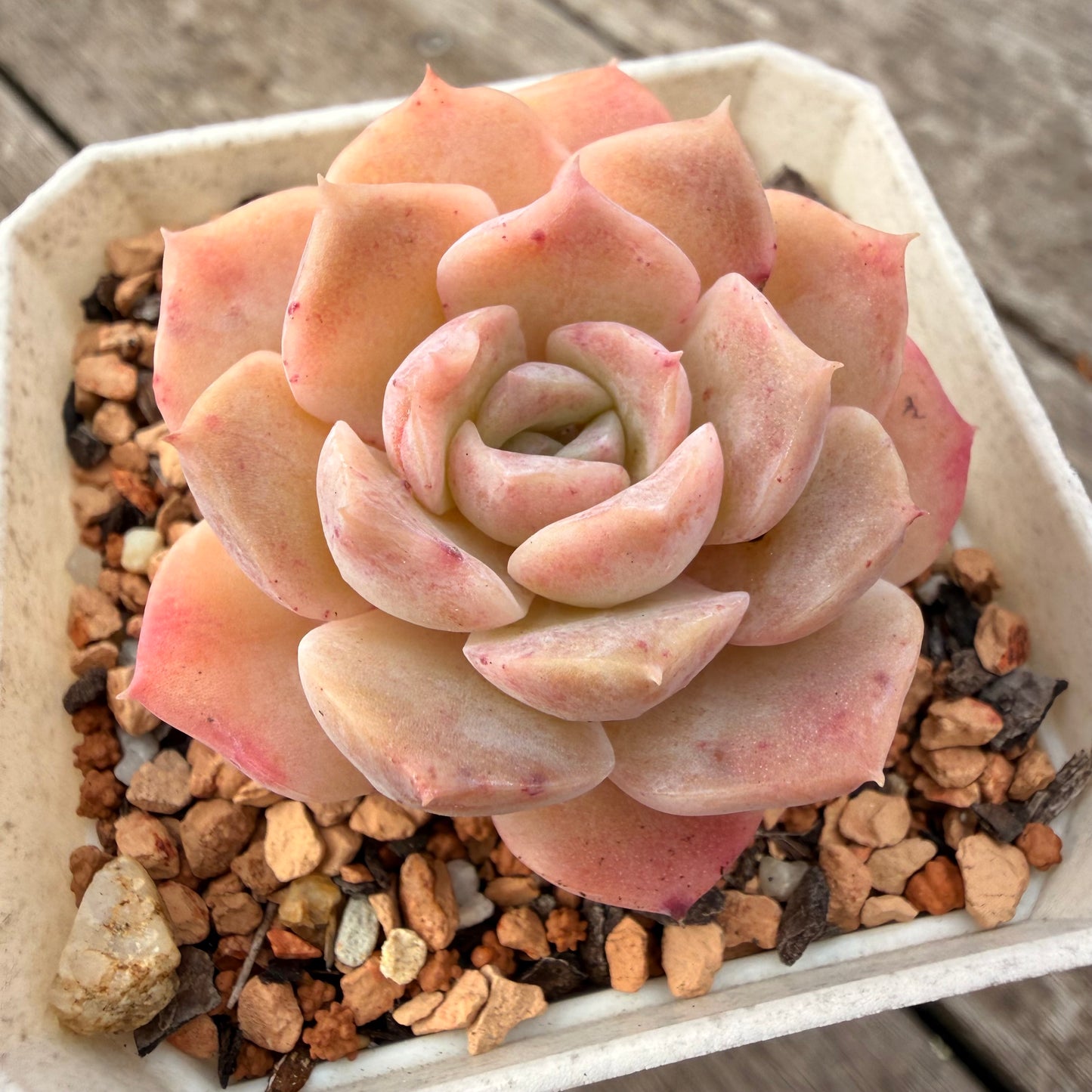 1307 Echeveria Pure Love