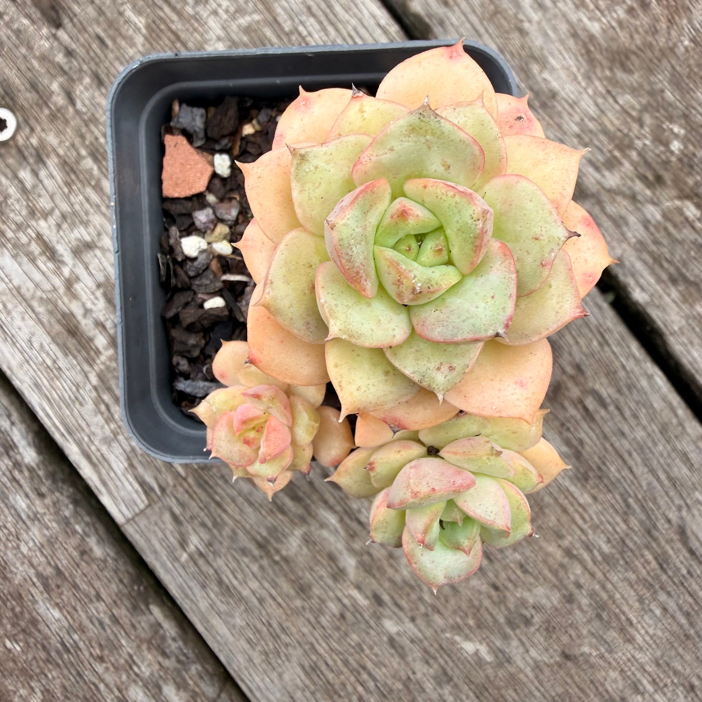 1307 Echeveria Semnan / Nicksana