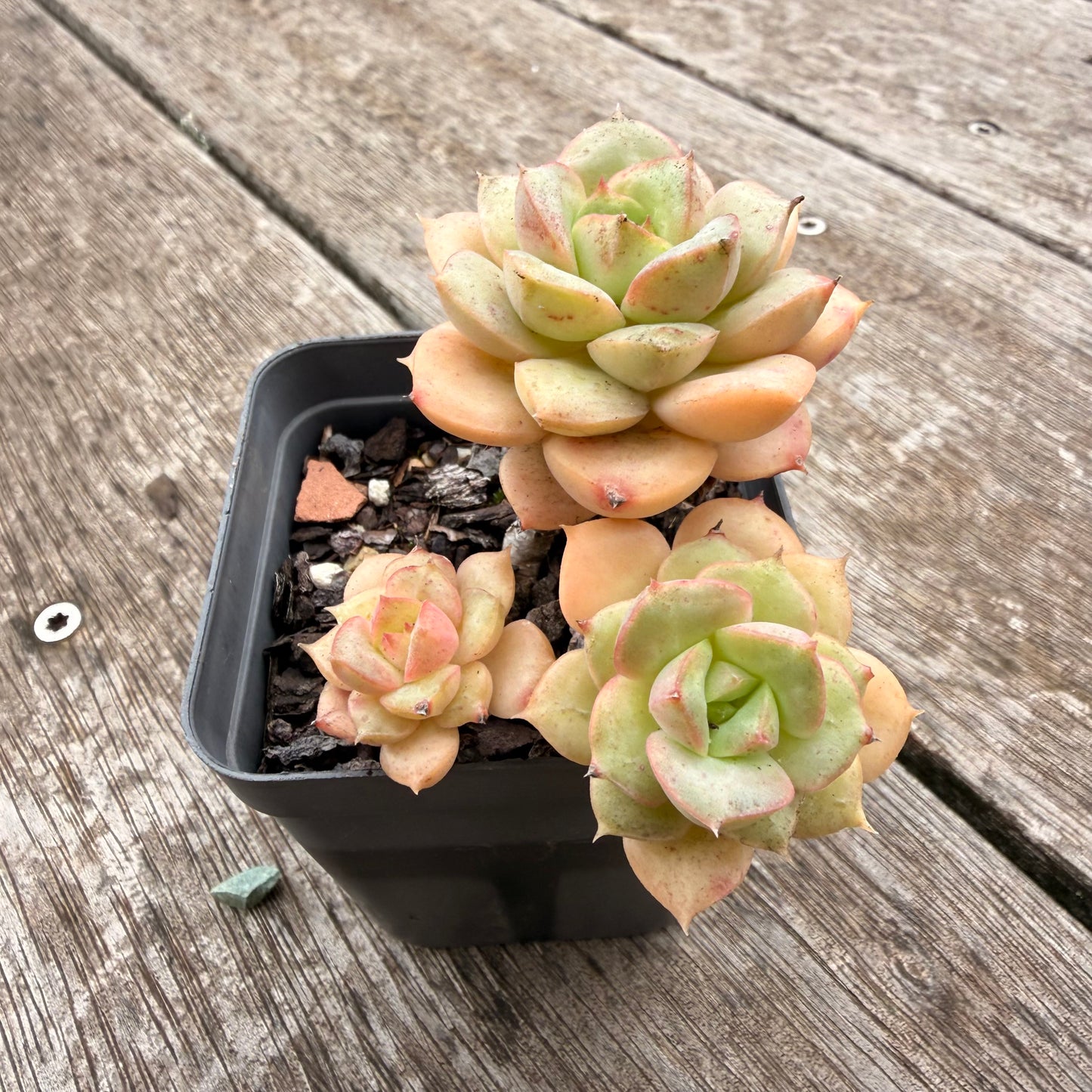 1307 Echeveria Semnan / Nicksana