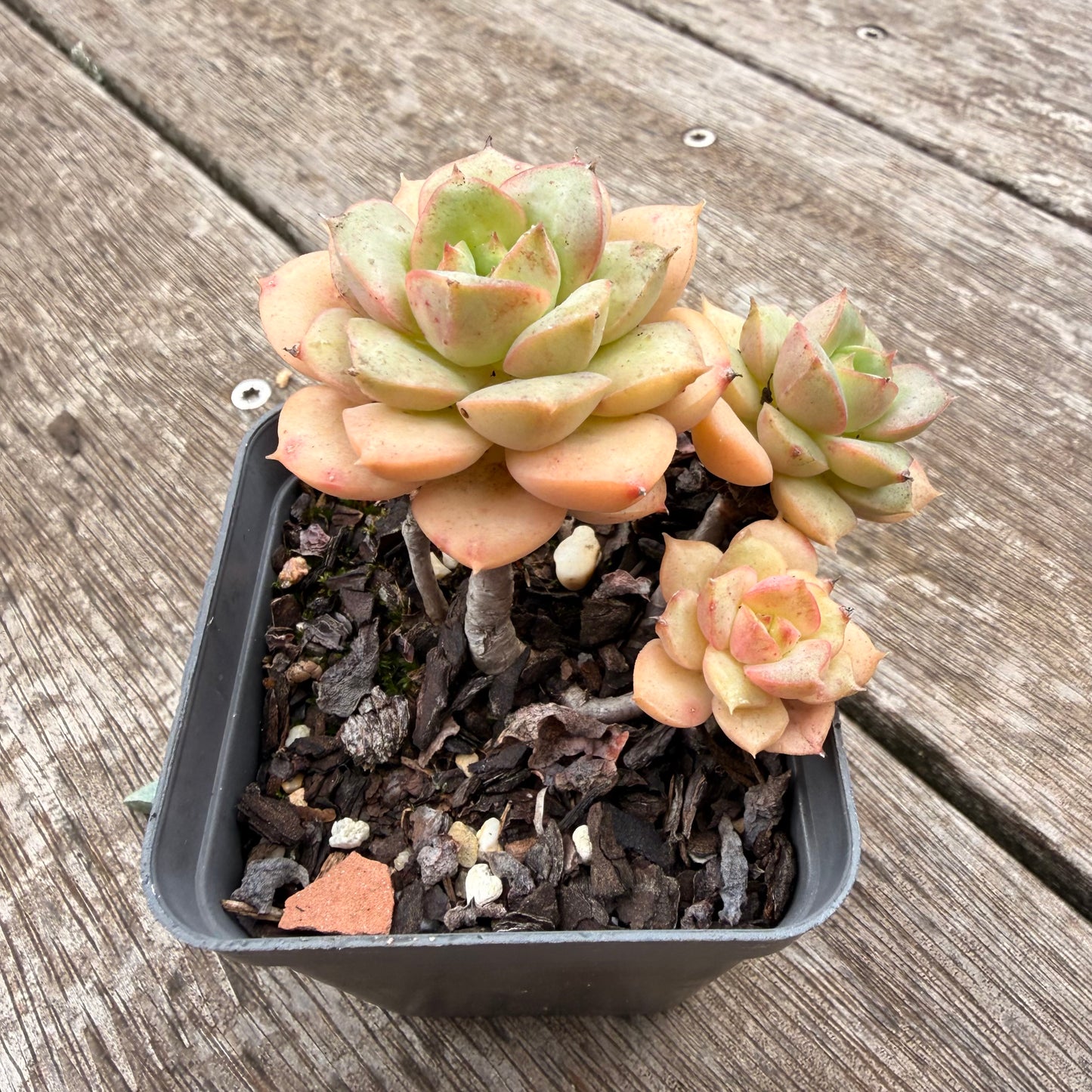 1307 Echeveria Semnan / Nicksana
