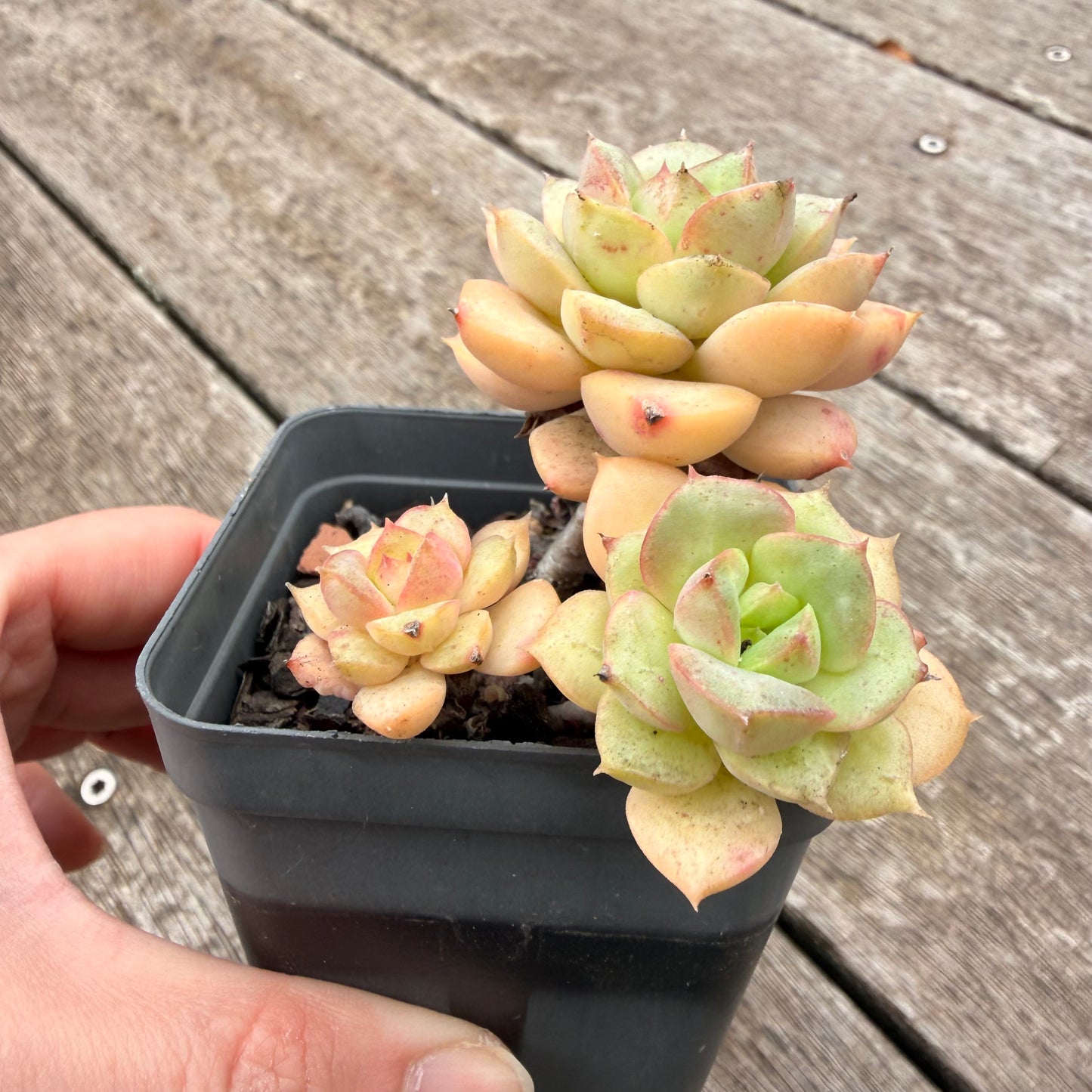 1307 Echeveria Semnan / Nicksana