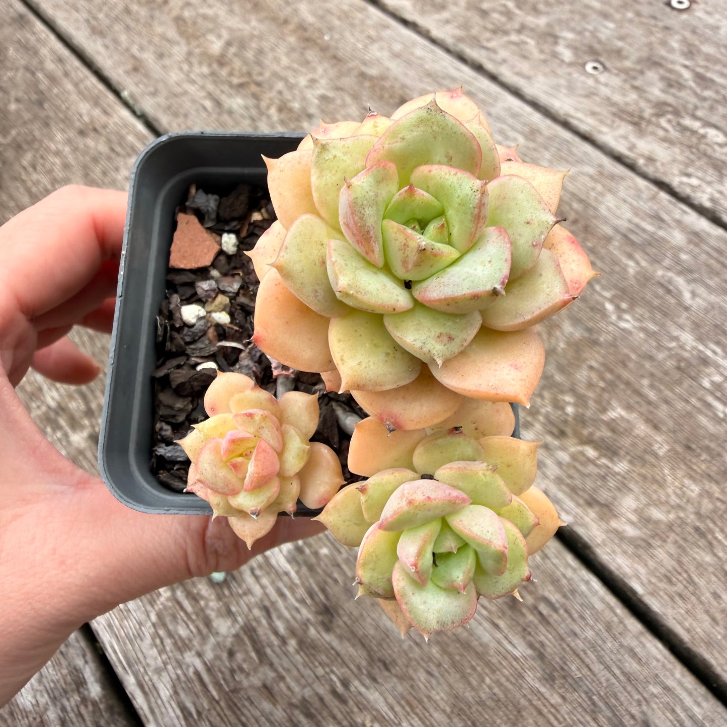 1307 Echeveria Semnan / Nicksana