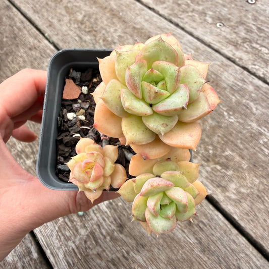 1307 Echeveria Semnan / Nicksana