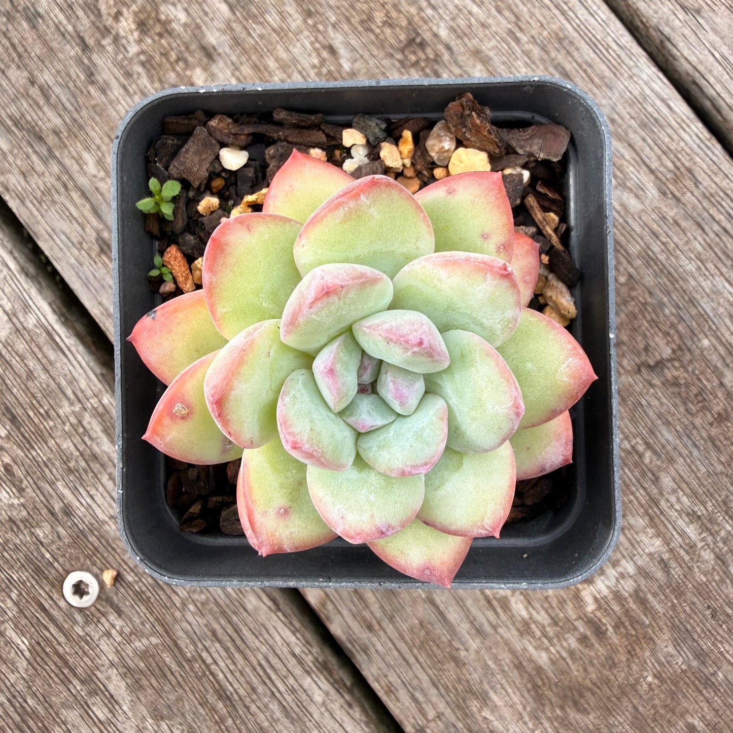 1307 Echeveria 'Sensation'