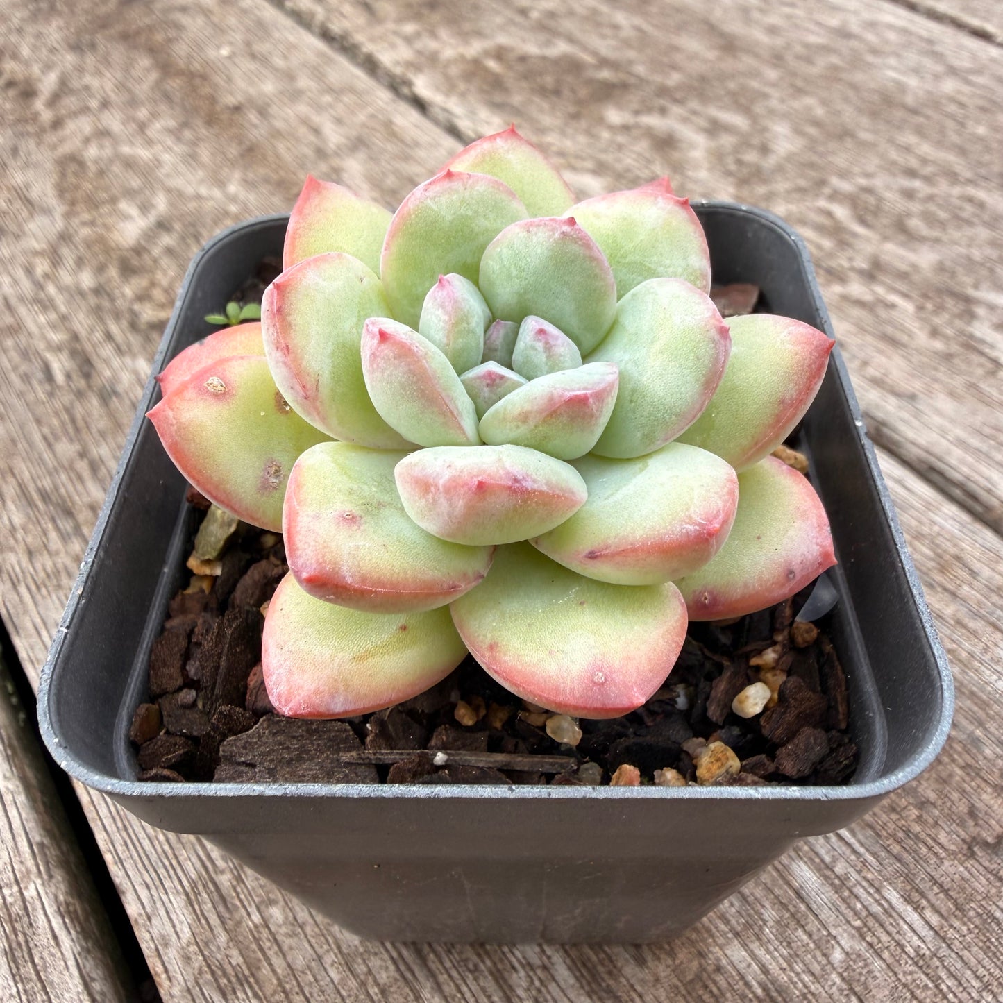 1307 Echeveria 'Sensation'