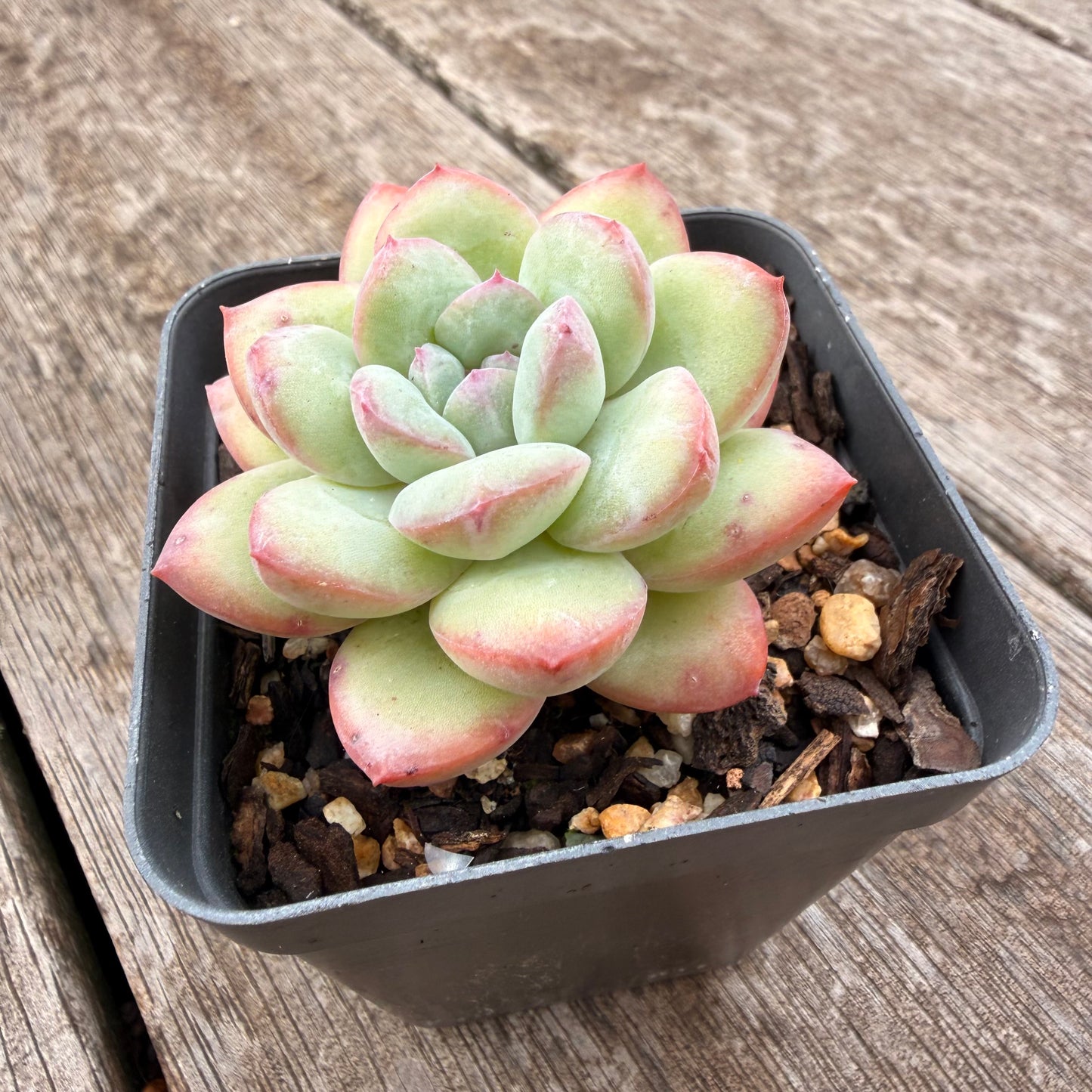 1307 Echeveria 'Sensation'