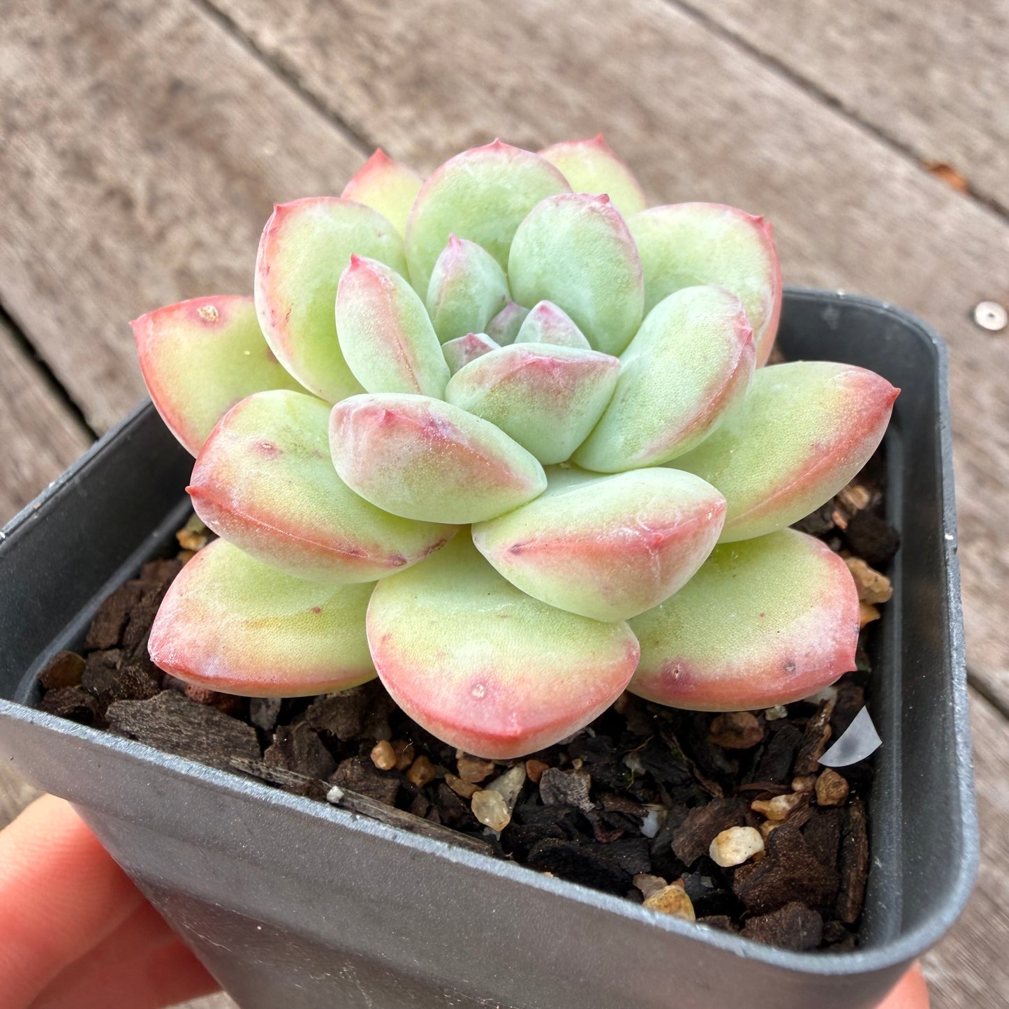 1307 Echeveria 'Sensation'