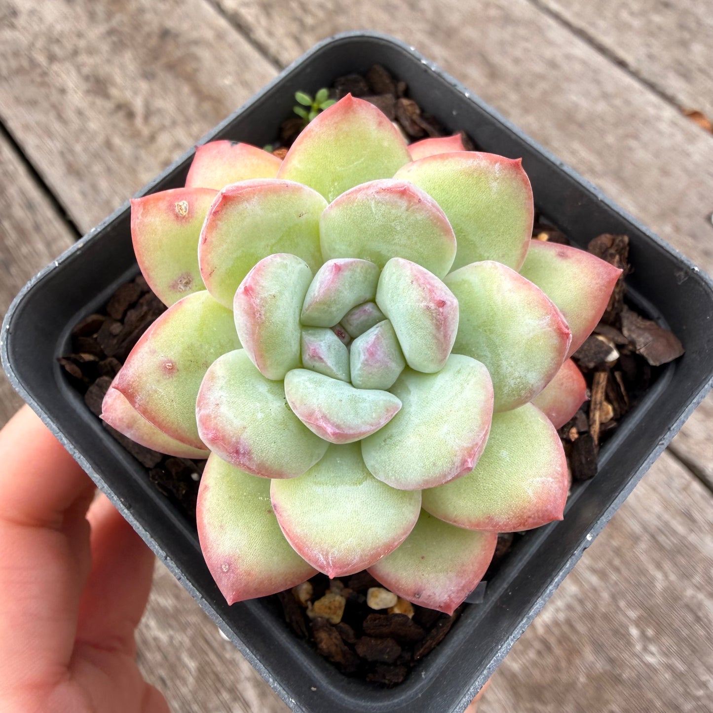 1307 Echeveria 'Sensation'