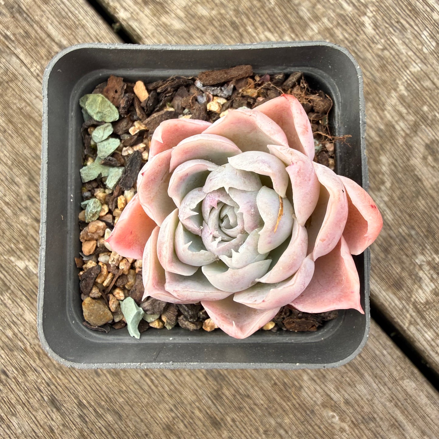 1307 Echeveria Simulans 'Lace'