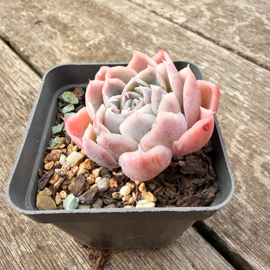 1307 Echeveria Simulans 'Lace'