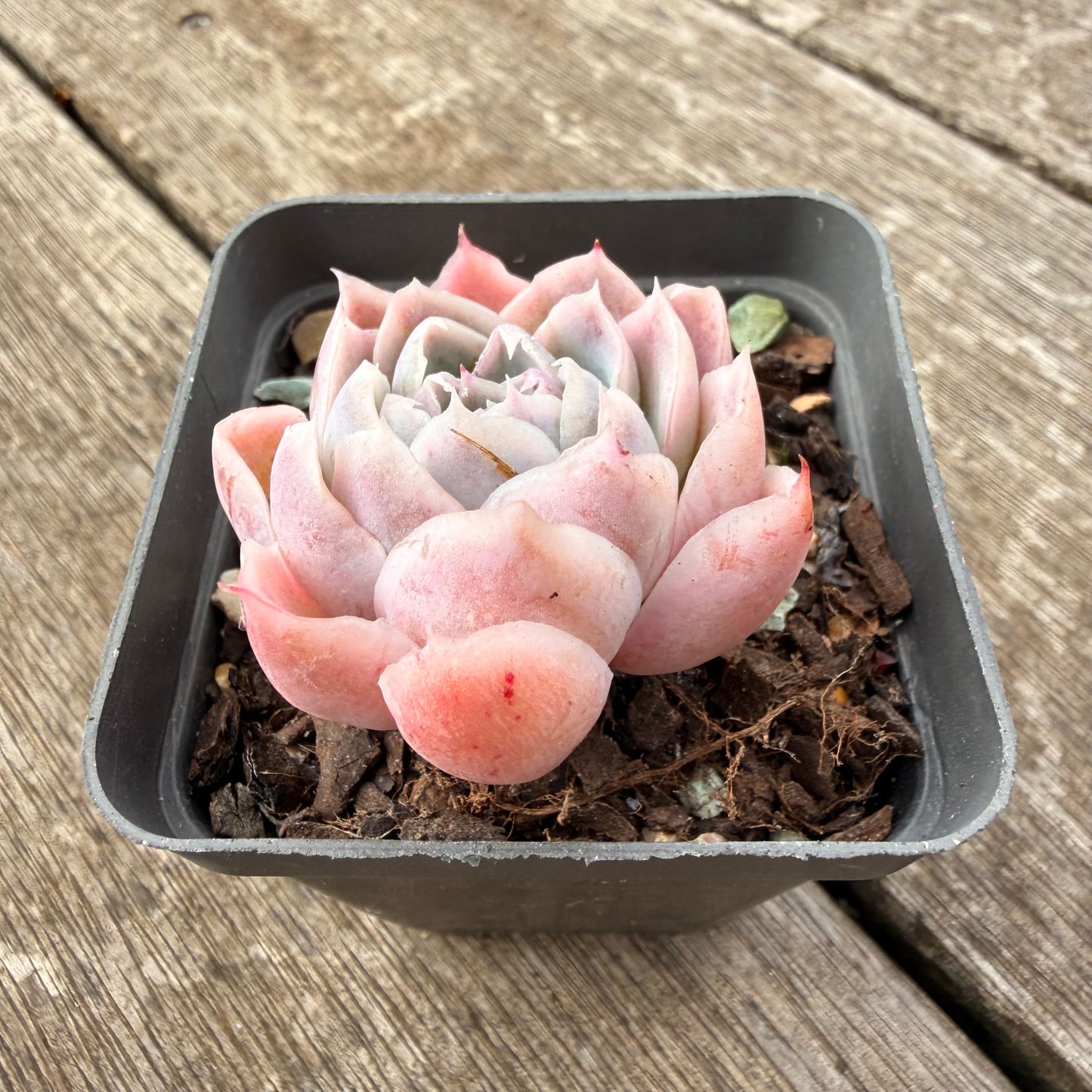 1307 Echeveria Simulans 'Lace'