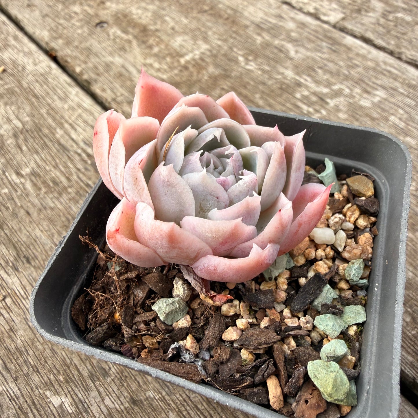 1307 Echeveria Simulans 'Lace'