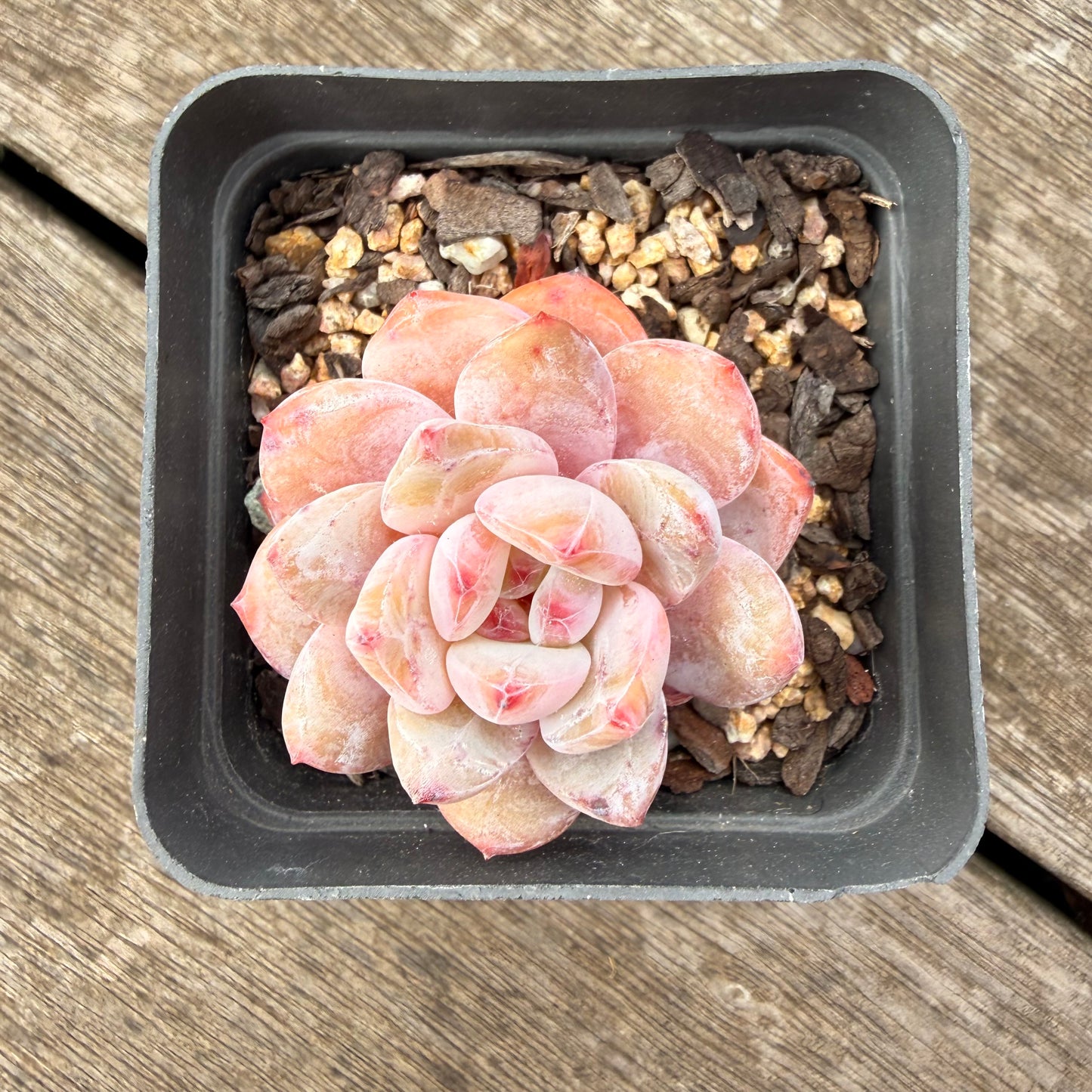 1307 Echeveria Snow Angel